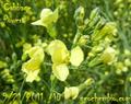 Brassica oleracea Gongylodes